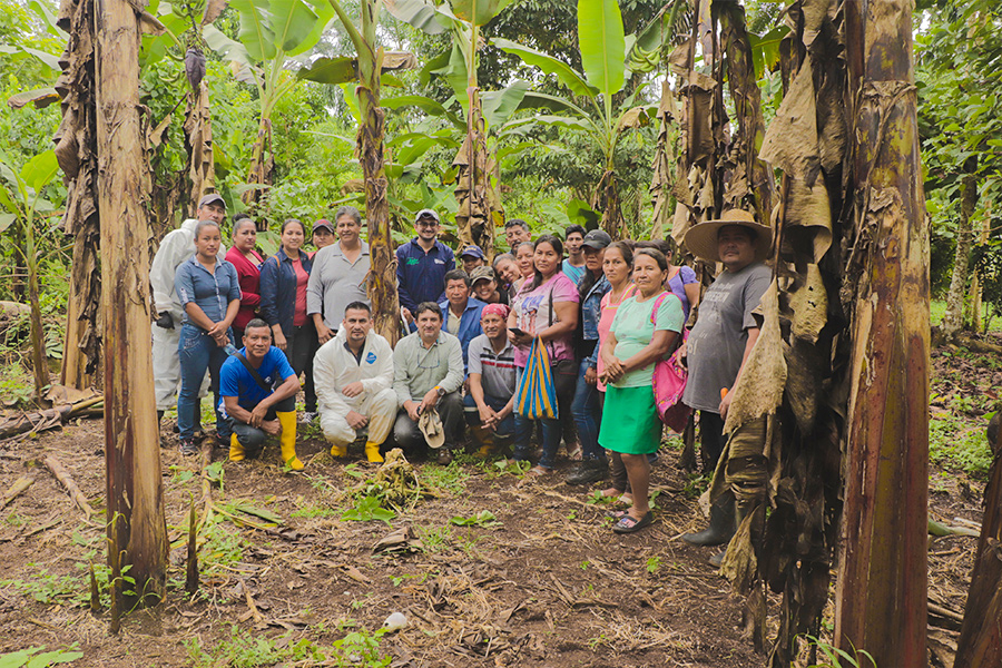 Capacitación en manejo de plagas en el cultivos de plátano